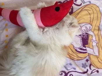 R.S 様のお迎えした子猫