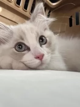 M.T 様のお迎えした子猫