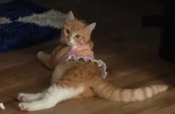 ゆみ 様のお迎えした子猫