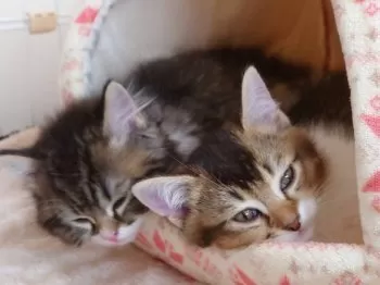 T.T 様のお迎えした子猫