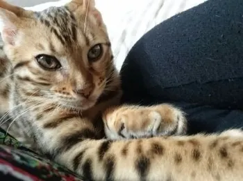 おりぃぶ 様のお迎えした子猫