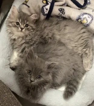 M.H 様のお迎えした子猫