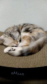 チロルチョコ 様のお迎えした子猫