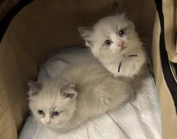 Y.K 様のお迎えした子猫