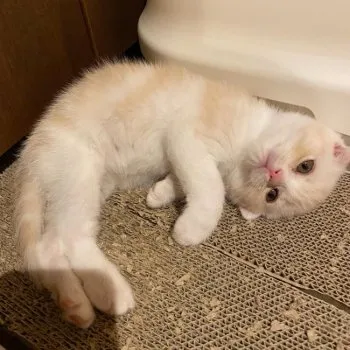 スギ 様のお迎えした子猫