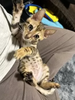 ねこ店長 様のお迎えした子猫