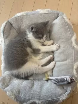 そらLOVE❤️ 様のお迎えした子猫