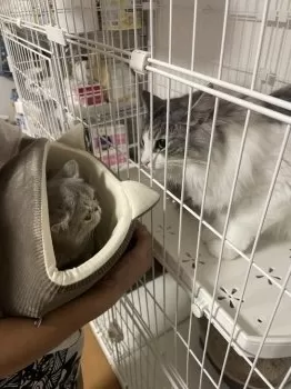 apricotpapa 様のお迎えした子猫