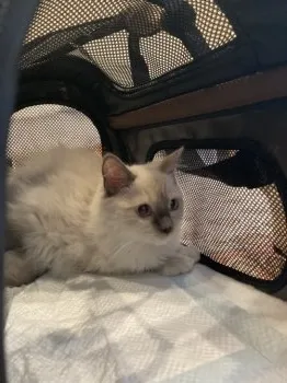 H.Y 様のお迎えした子猫