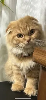 りん 様のお迎えした子猫