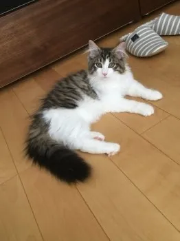 しお 様のお迎えした子猫
