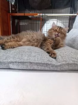 S.H 様のお迎えした子猫