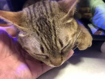 源五郎丸 様のお迎えした子猫