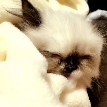 あずき 様のお迎えした子猫