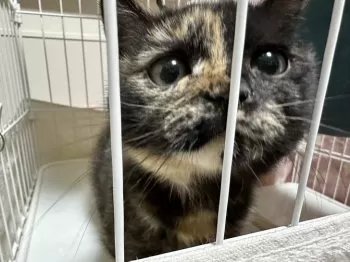 T.H 様のお迎えした子猫