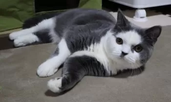 ぬたファミリー 様のお迎えした子猫