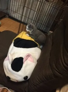 ほっへこ 様のお迎えした子猫