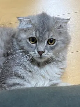 チコ 様のお迎えした子猫