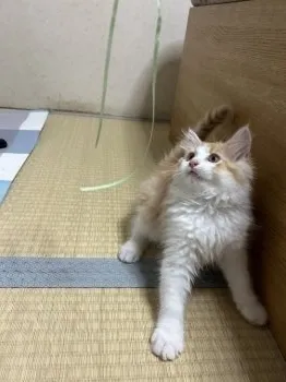 H.T 様のお迎えした子猫