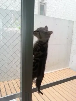 セリーナ 様のお迎えした子猫