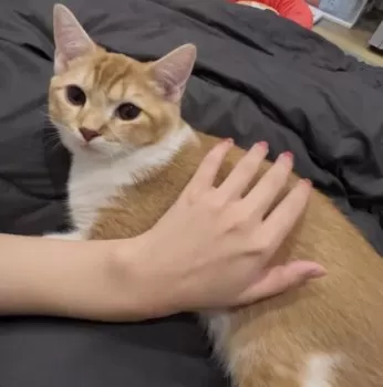 Y.O 様のお迎えした子猫