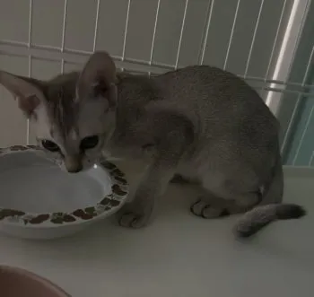 M.T 様のお迎えした子猫