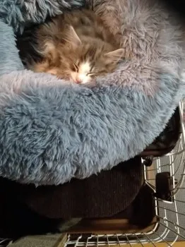 アッコ 様のお迎えした子猫