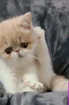 ぱおりん 様のお迎えした子猫