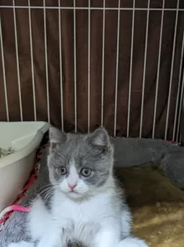 トラミ 様のお迎えした子猫