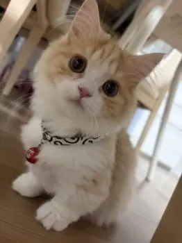 T.K 様のお迎えした子猫