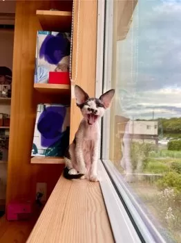 Y.S 様のお迎えした子猫