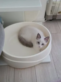 A.Y 様のお迎えした子猫