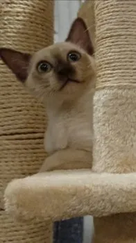 ミルクラテ 様のお迎えした子猫