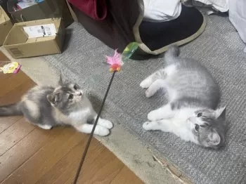 くまりん 様のお迎えした子猫