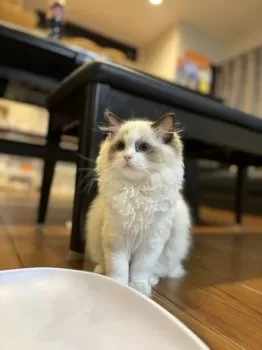 cocoa 様のお迎えした子猫