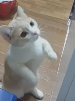Y.S 様のお迎えした子猫