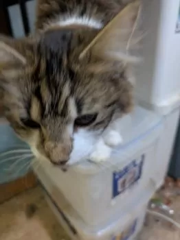 カズ 様のお迎えした子猫