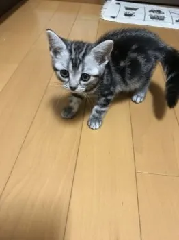 関 あゆみ 様のお迎えした子猫