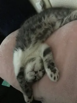 まみ 様のお迎えした子猫