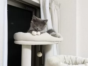 マミー 様のお迎えした子猫