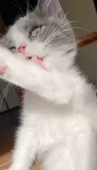 Y.M 様のお迎えした子猫