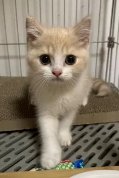 こてつ 様のお迎えした子猫