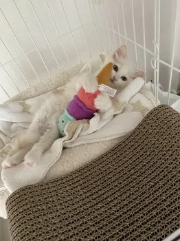 ともきち 様のお迎えした子猫