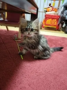 M.K 様のお迎えした子猫