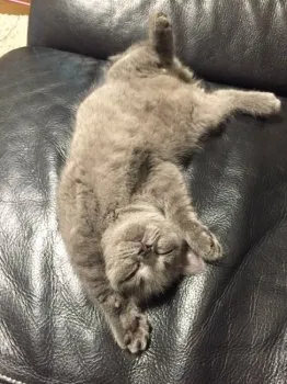 ベルママ 様のお迎えした子猫