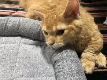 K.S 様のお迎えした子猫