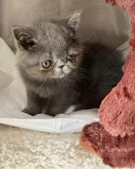 N.I 様のお迎えした子猫