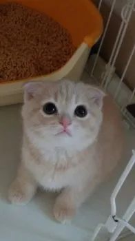 モカ 様のお迎えした子猫