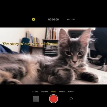 Aria 様のお迎えした子猫