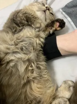 ゴマ 様のお迎えした子猫